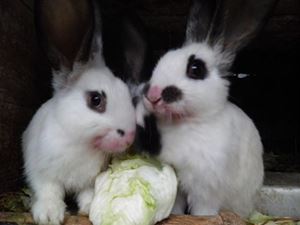 Obrázok pre výrobcu Nie otrava, len rastlina s latinským názvom Beta Vulgaris Rubra