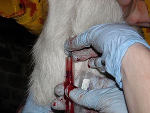 Obrázok pre výrobcu Odber krvi, koza, vena jugularis